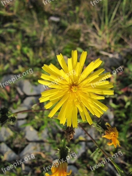 Sow Thistle Hare Thistle Hare Lettuce Wildflower Blooming