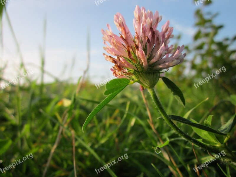 Trifolium Pratense Red Clover Plant Flora Botany