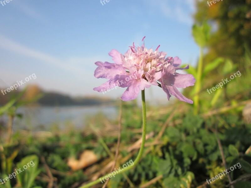 Scabiosa Columbaria Pink Mist Wildflower Species Plant