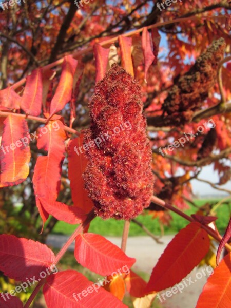 Rhus Typhina Staghorn Sumac Tree Foliage Autumn