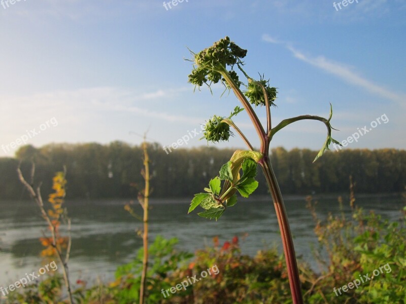 Angelica Sylvestris Wild Angelica Wildflower Plant Species