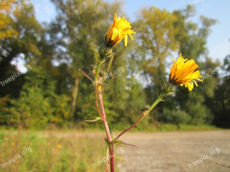 Picris Hieracioides Hawkweed Oxtongue Daisy Wildflower Botany