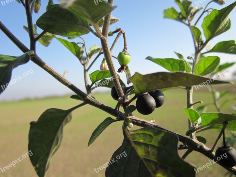 Solanum Nigrum European Black Nightshade Black Nightshade Small-fruited Black Nightshade Popolo