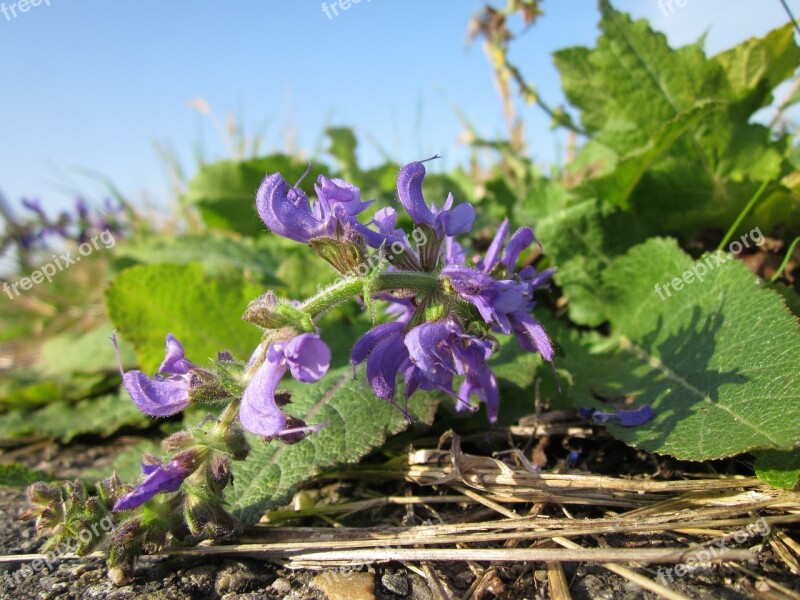 Salvia Pratensis Meadow Clary Meadow Sage Wildflower Flora