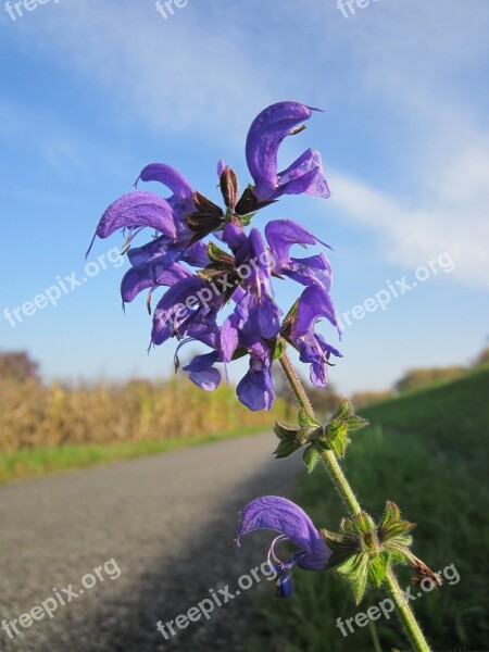 Salvia Pratensis Meadow Clary Meadow Sage Wildflower Flora