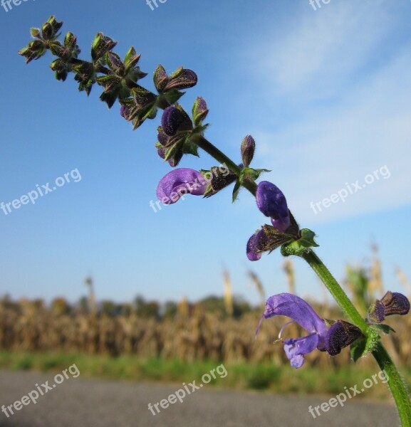 Salvia Pratensis Meadow Clary Meadow Sage Wildflower Flora