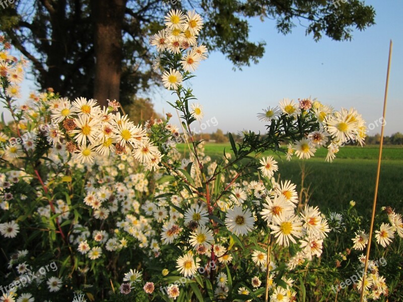 Erigeron Annuss Annual Fleabane Daisy Fleabane Eastern Daisy Fleabane Wildflower