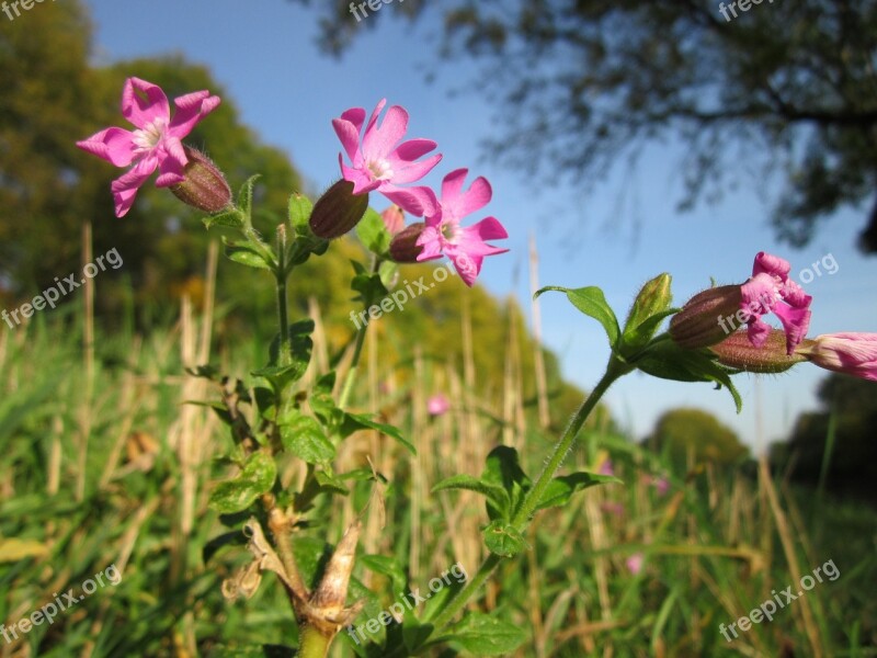 Silene Dioica Red Campion Wildflower Botany Species