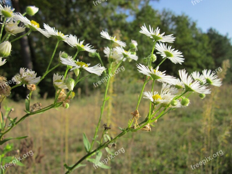 Erigeron Daisy Wildflower Flora Botany