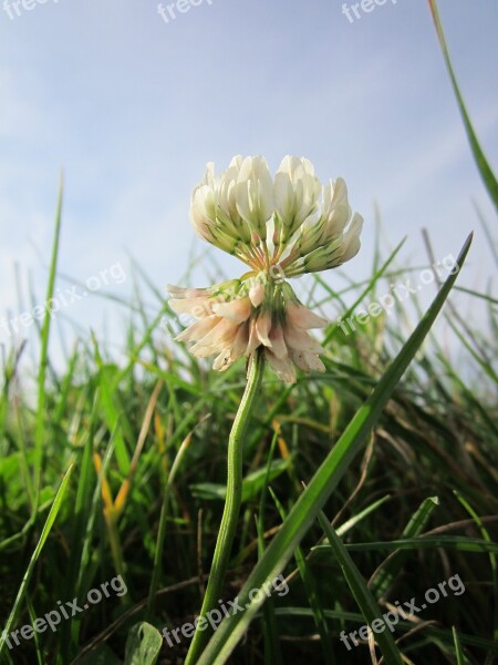 Trifolium Repens White Clover Dutch Clover Wildflower Flora