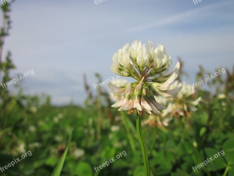 Trifolium Repens White Clover Dutch Clover Wildflower Flora