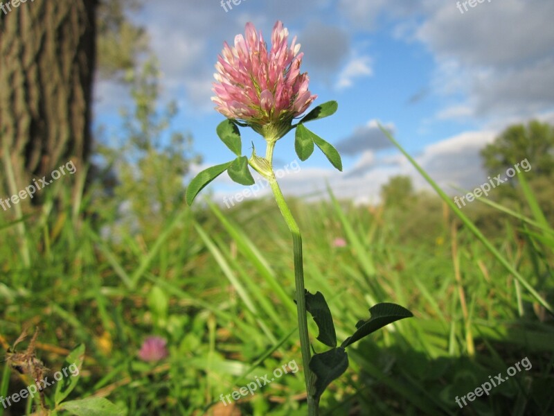 Trifolium Pratense Red Clover Plant Flora Botany