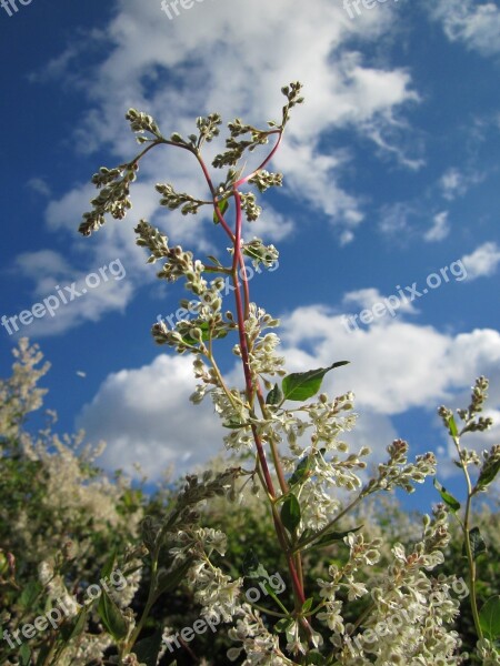 Fallopia Baldschuanica Russian Vine Bukhara Fleeceflower Chinese Fleecevine Mile-a-minute