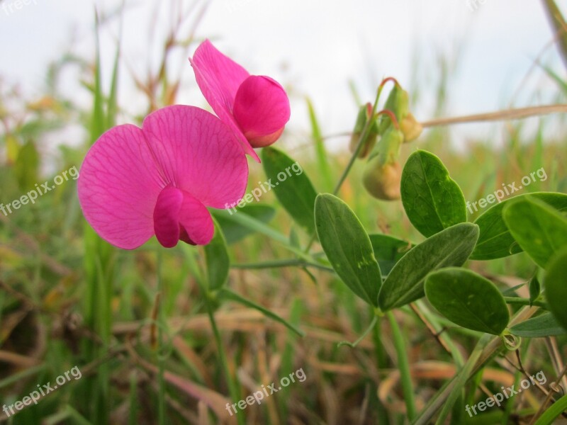 Lathyrus Tuberosis Tuberous Pea Tuberous Vetchling Earthnut Pea Aardaker