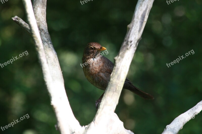 The Sparrow Bird Tree Forest Nature