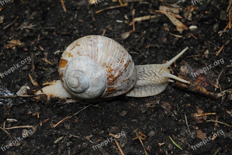 Snail Conch Hermaphrodite Animal Free Photos