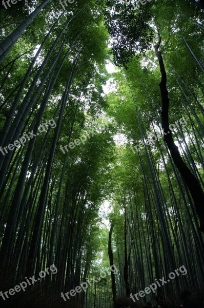 Bamboo Landscape Woods Forest Tree