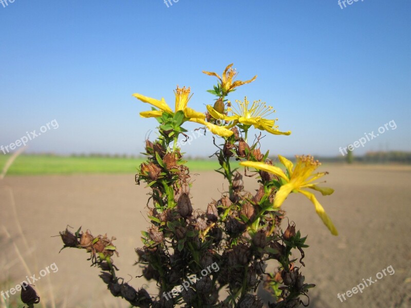 Hypericum Perforatum Perforate St John's-wort Common Saint John's Wort St John's Wort Wildflower