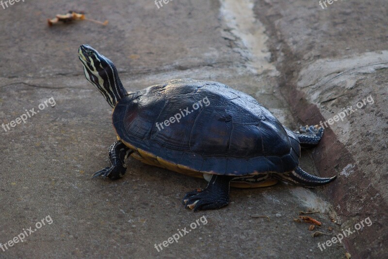 Water Turtle Turtle Reptile Garden Pet