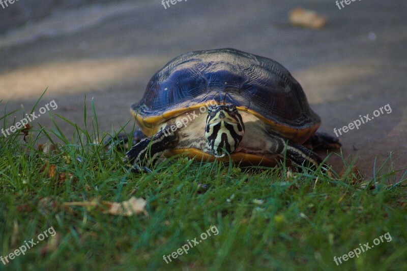 Water Turtle Turtle Reptile Garden Pet