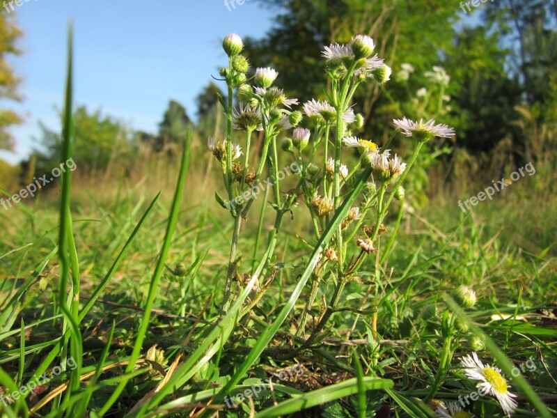 Erigeron Annuus Annual Fleabane Daisy Fleabane Eastern Daisy Fleabane Wildflower