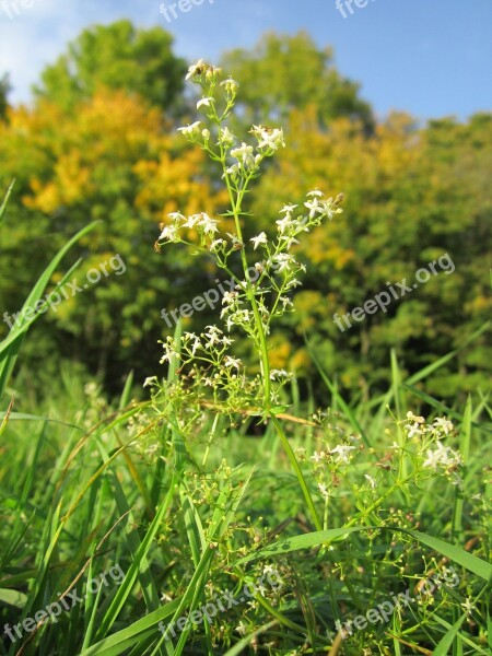 Galium Mollugo Hedge Bedstraw False Babys Breath Wildflower Botany