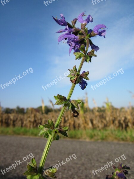 Salvia Pratensis Meadow Clary Meadow Sage Wildflower Flora