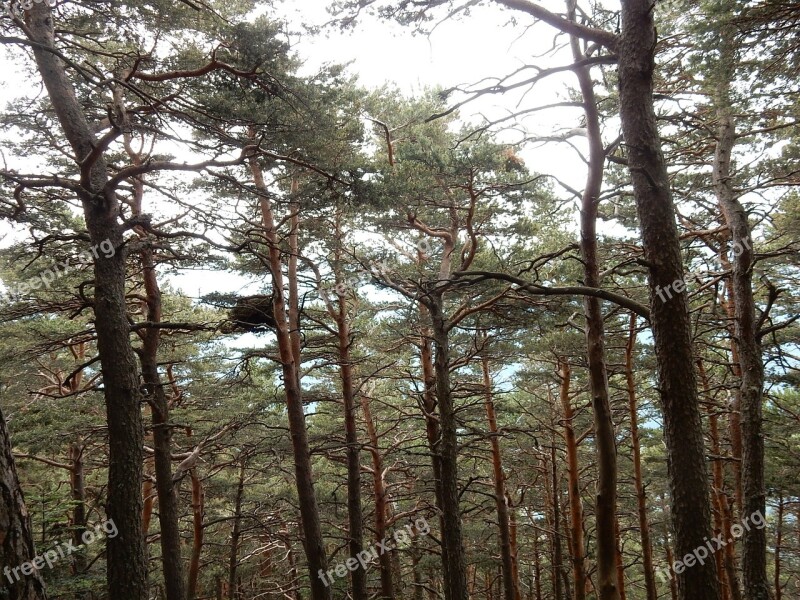 Nest Tops Forest Trees Branches