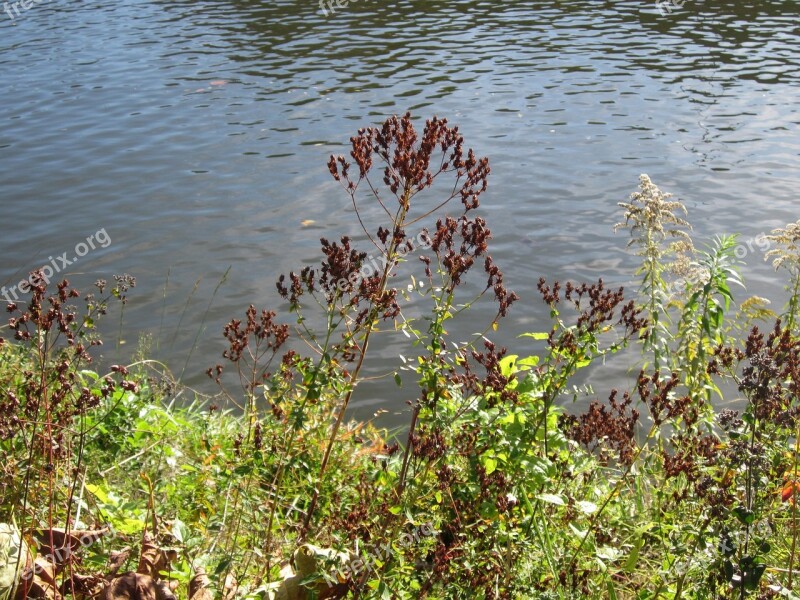 Hypericum Perforatum Perforate St John's-wort Common Saint John's-wort St John's-wort Wildflower