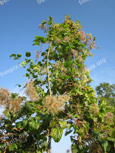 Clematis Vitalba Old Mans Beard Travellers Joy Wildflower Botany