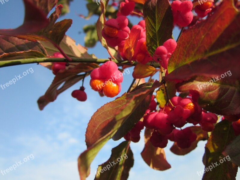 Euonymus Europaeus Spindle European Spindle Common Spindle Shrub