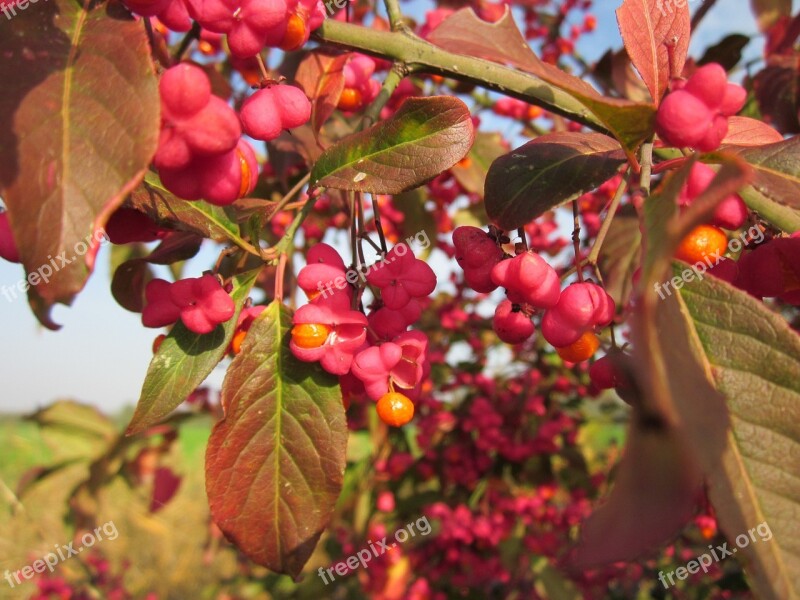 Euonymus Europaeus Spindle European Spindle Common Spindle Shrub