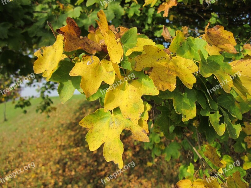 Acer Campestre Field Maple Hedge Maple Leaves Tree