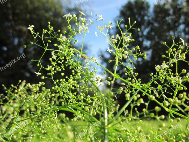 Galium Mollugo Hedge Bedstraw False Babys Breath Plant Flora