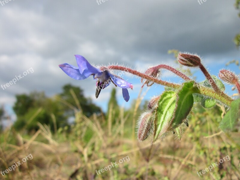 Borago Officinalis Borage Starflower Plant Flora