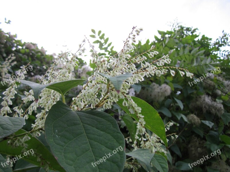 Fallopia Japonica Japanese Knotweed Wildflower Flora Plant