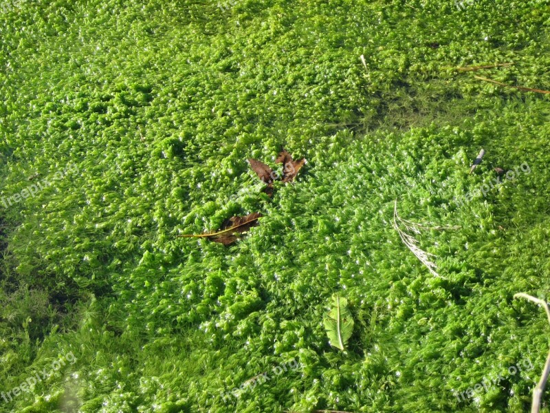 Aquatic Plant Flora Water Green