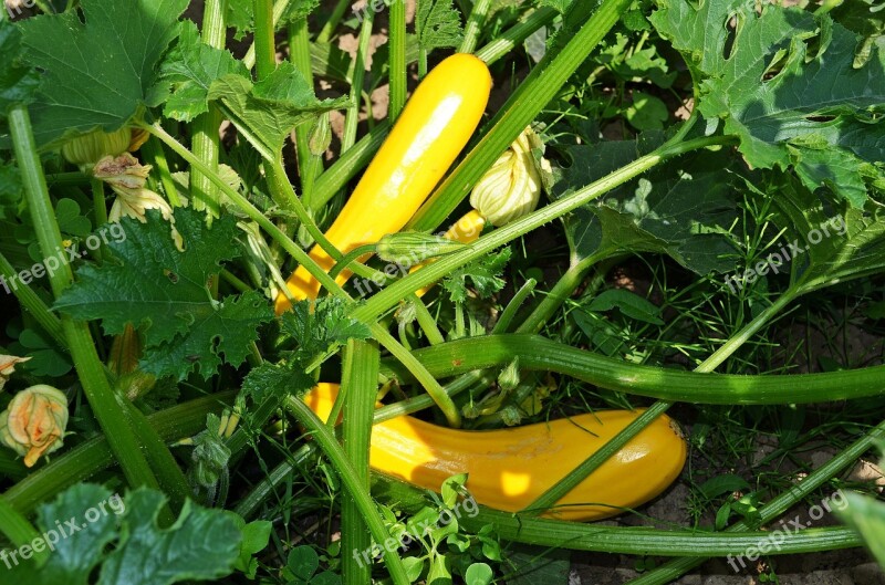 Zucchini A Vegetable The Plot Garden Eating