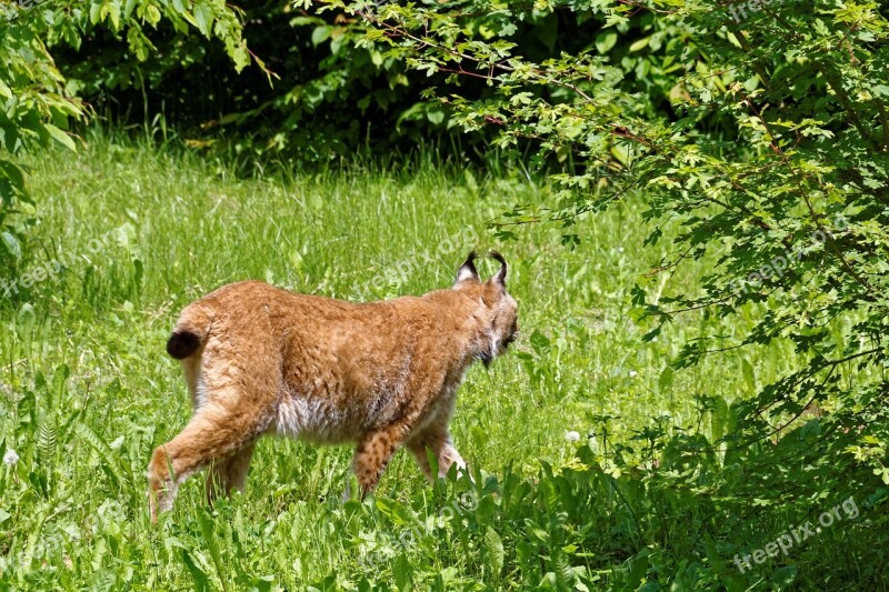 Lynx Big Cat Animals Wild Animal World