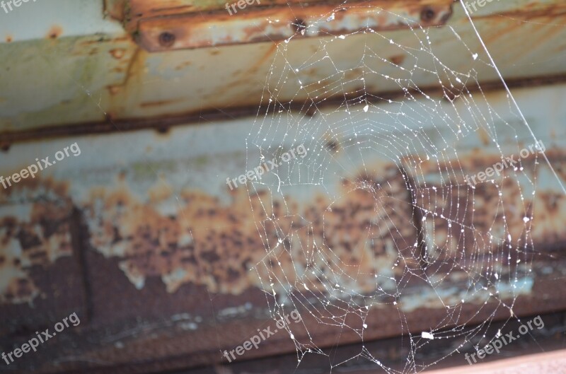 Spider Web Web Spider Free Photos