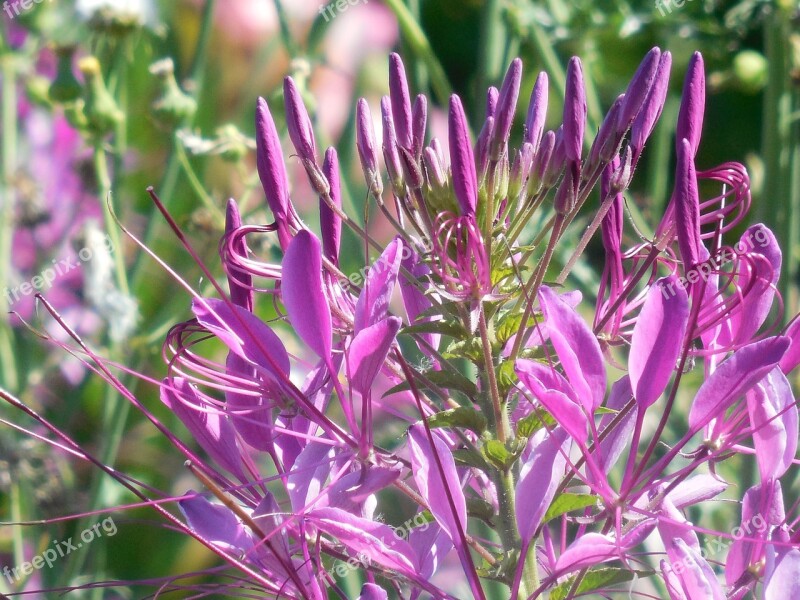 Cat Whiskers Wildflower Cleome Pink Colorful