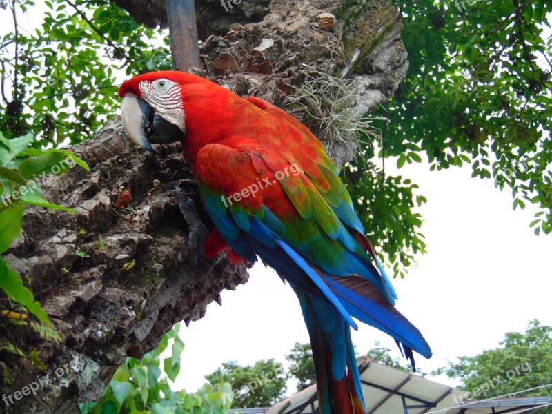 Macaw Jungle Amazon Parrot Ave