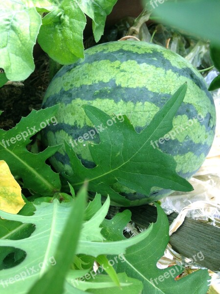 Watermelon Fruit Summer Days Free Photos