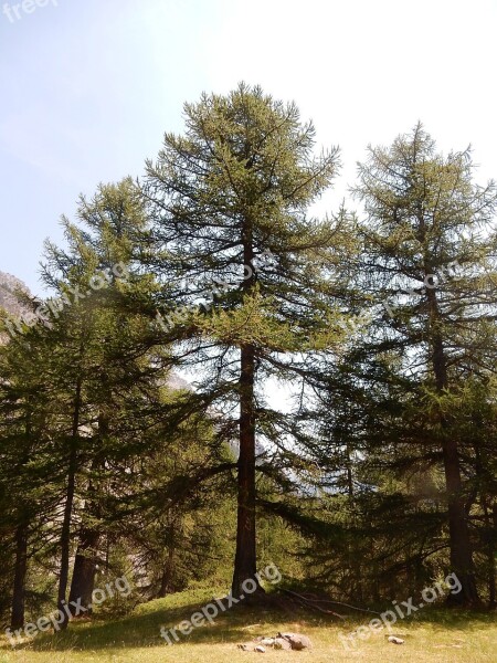 Tree Forest Trunk Larch Nature