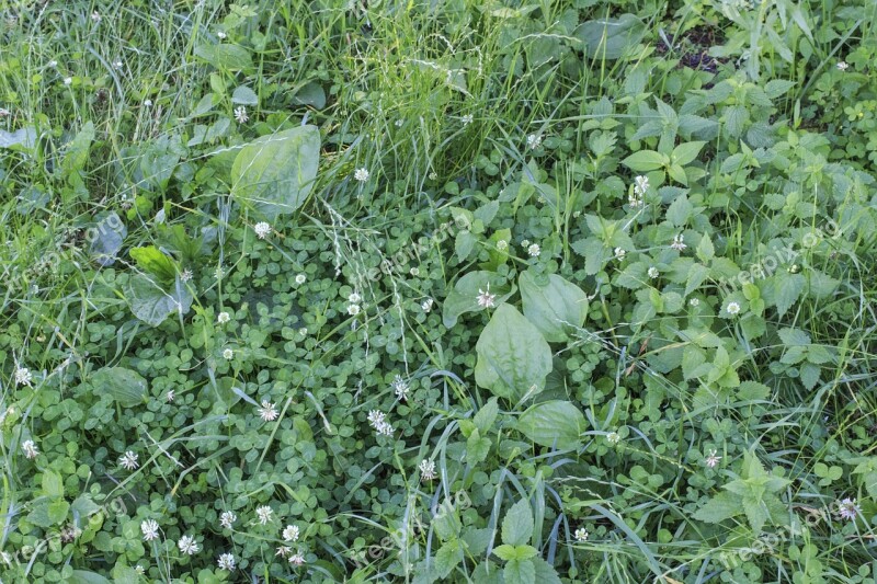 Grass Garden Spring Green Summer