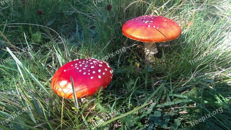 Amanita Muscarias Mushrooms Forest Toxic Free Photos