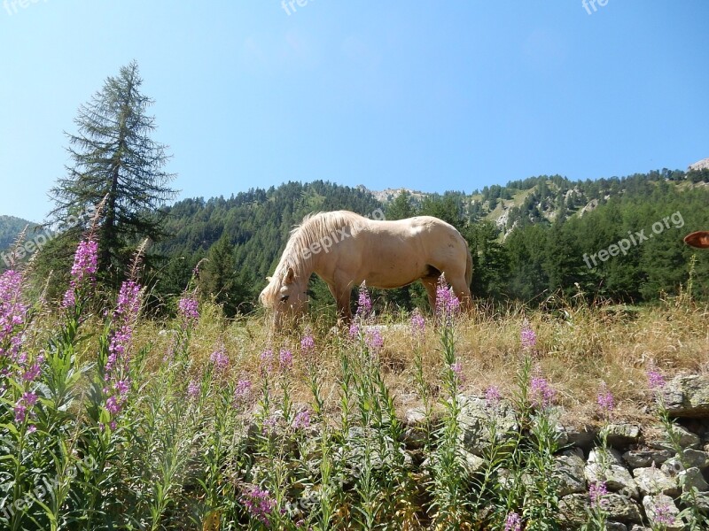 Horse Pasture Prato Mountain Freely