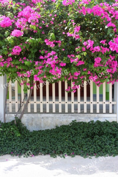 Paper Flower Nice Vietnam The Fence Free Photos