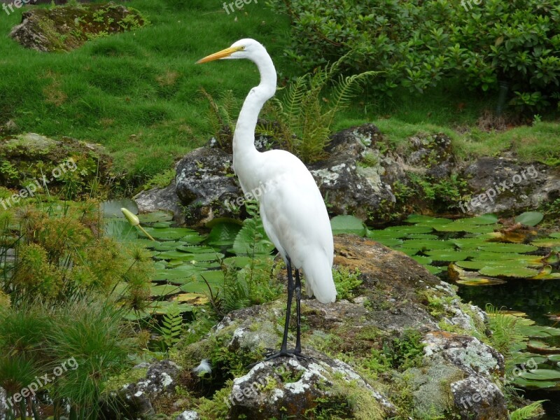 Heron White Bird Pond Nature