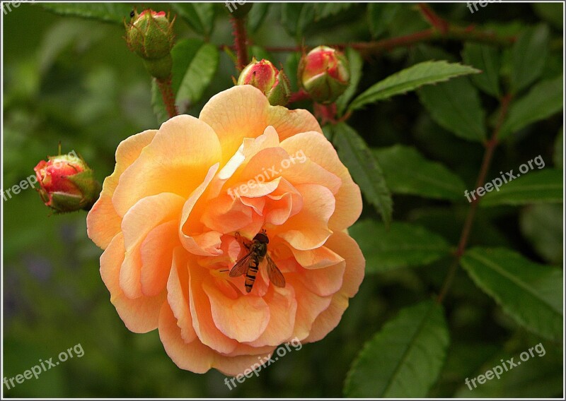 Rose Blossom Bloom Apricot Hoverfly